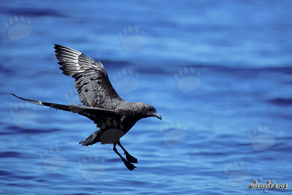 Parasitic Skua lands on the water in the Subantarctic