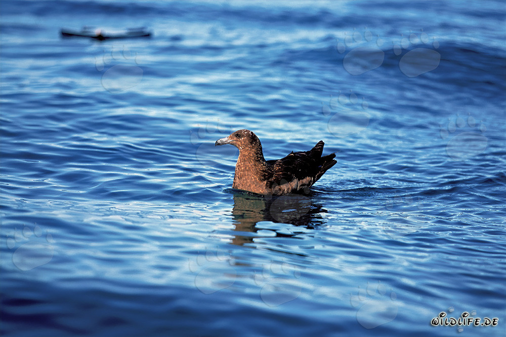 Gaviota parásita flotante cerca de la isla Dyer, Sudáfrica