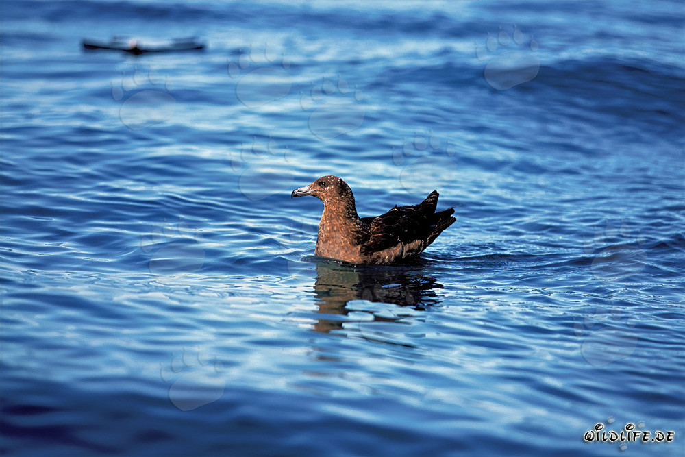 Mouette parasite flottante près de l'île Dyer, Afrique du Sud