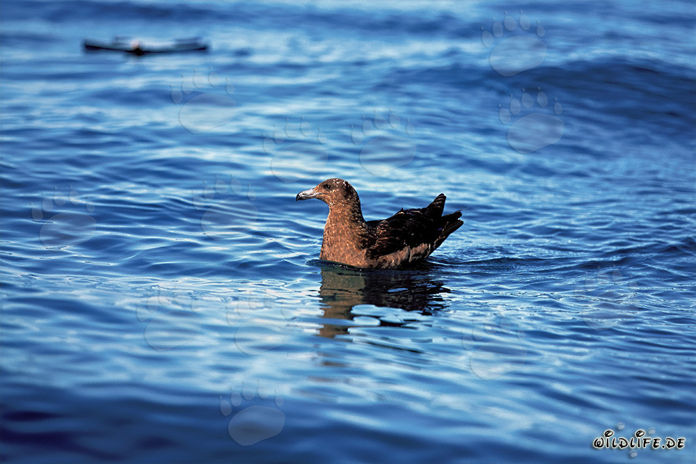 Subantarctic Skua on the sea near Dyer Island, South Africa