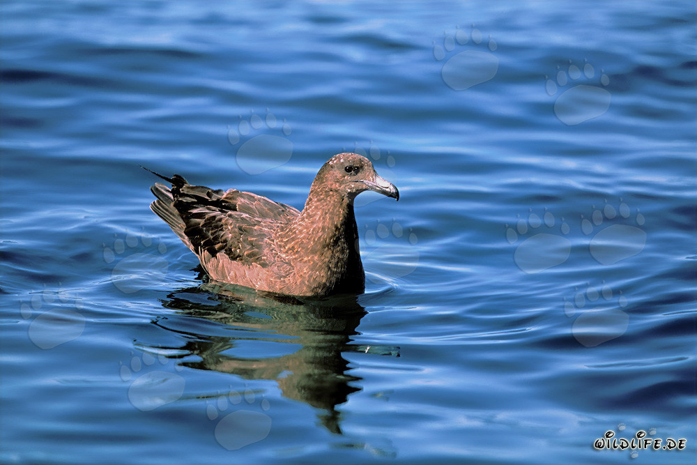 Fascinating Subantarctic Skua on the Open Sea
