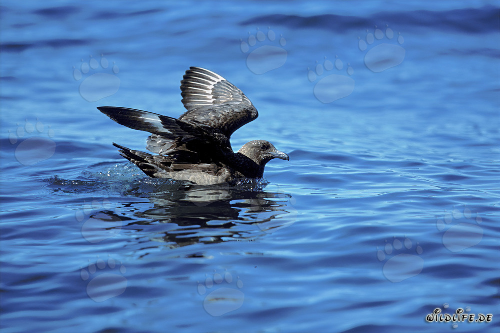 Subantarctic Skua fleeing from a shark in the Subantarctic region
