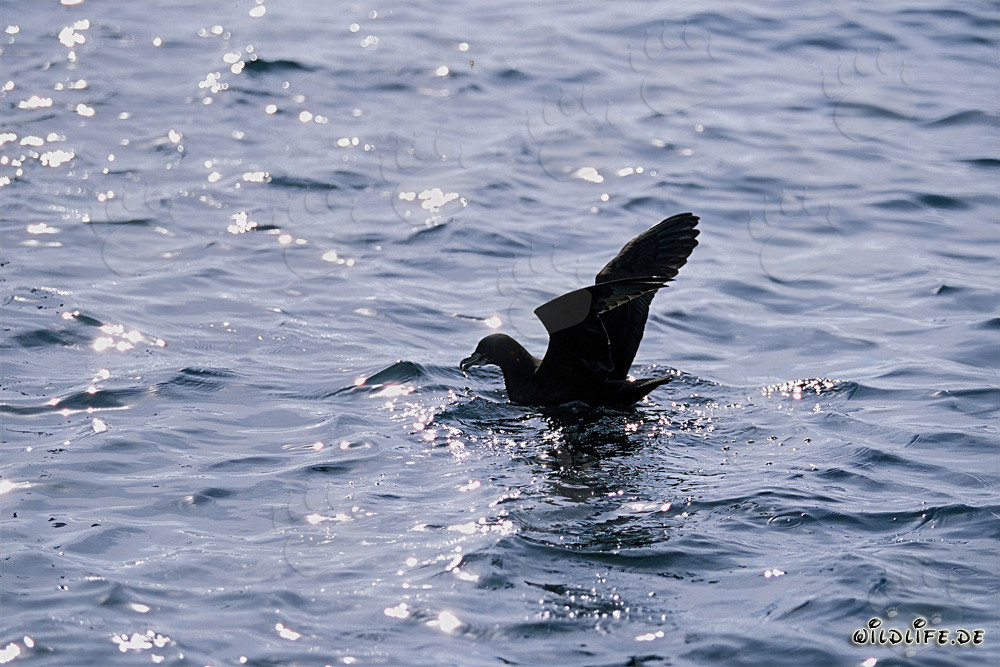 Subantarctic Skua fleeing in the Subantarctic region