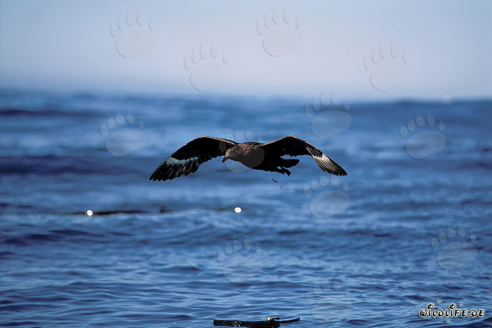 Subantarctic Skua close to the sea in South Africa