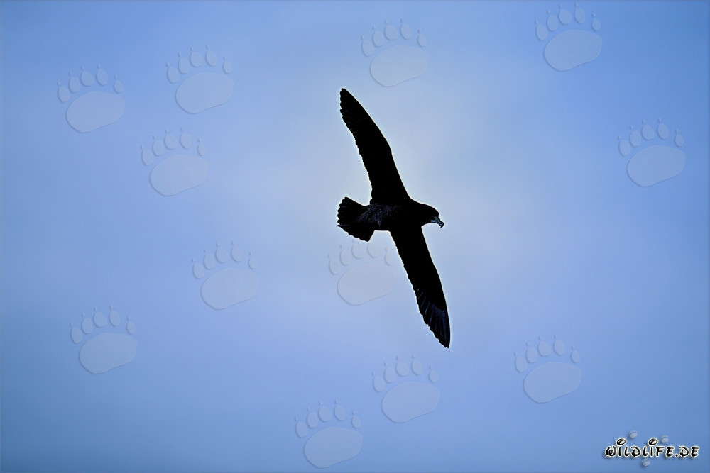Affascinante Uccello delle tempeste dal mento bianco in volo