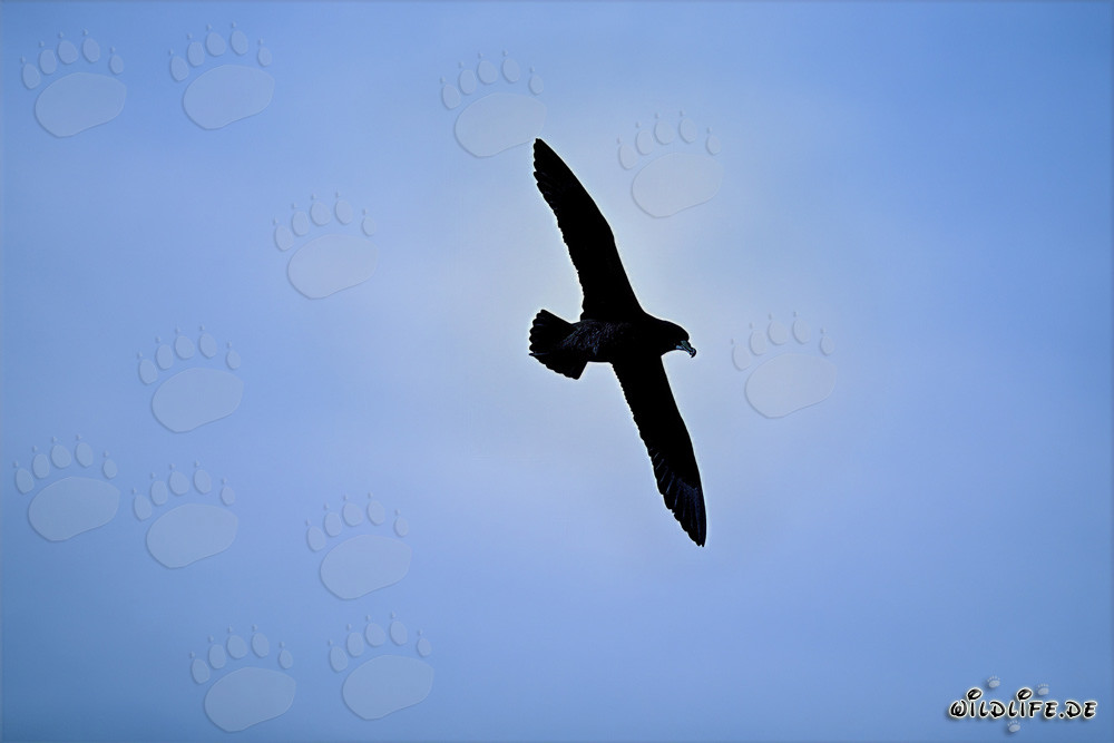 Faszinierender Weißkinn-Sturmvogel im Flug