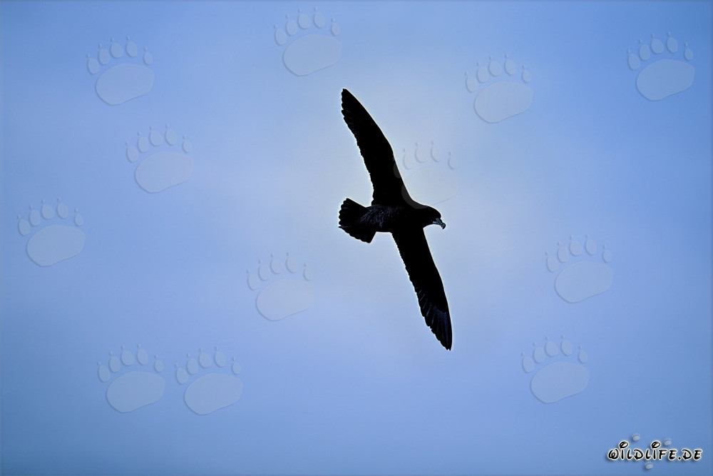 Fascinating White chinned Petrel in Flight