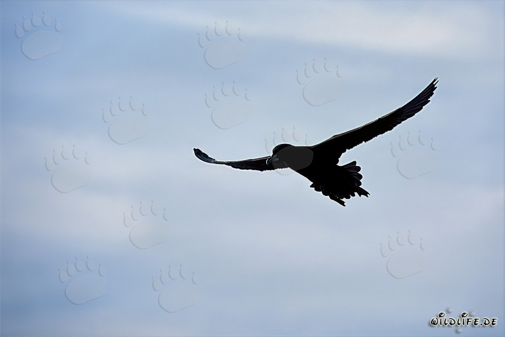 Weißkinn-Sturmvogel vor Dyer Island