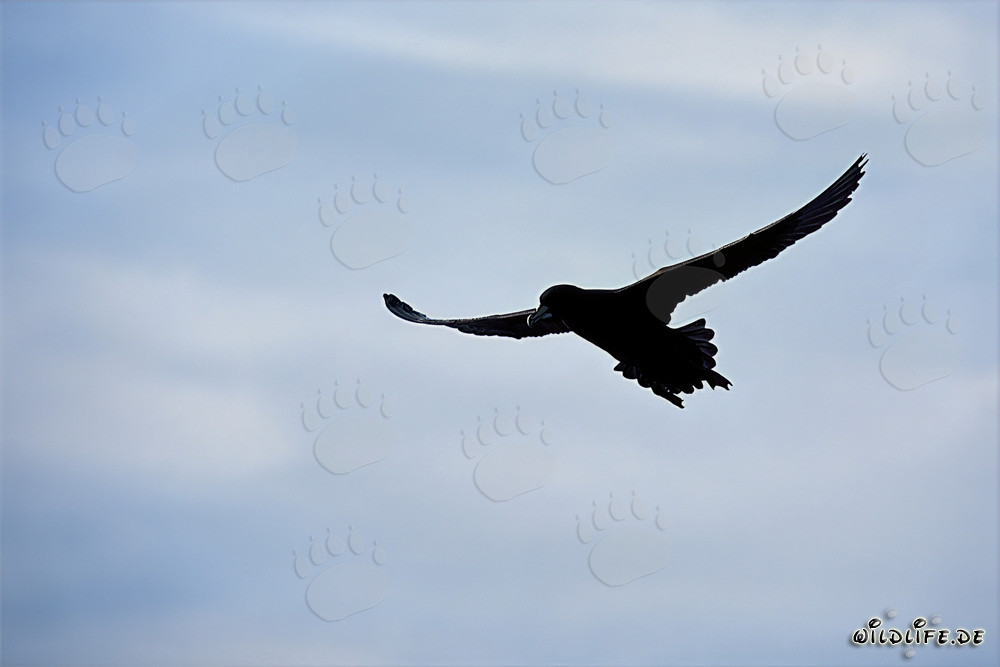 White chinned Petrel in front of Dyer Island