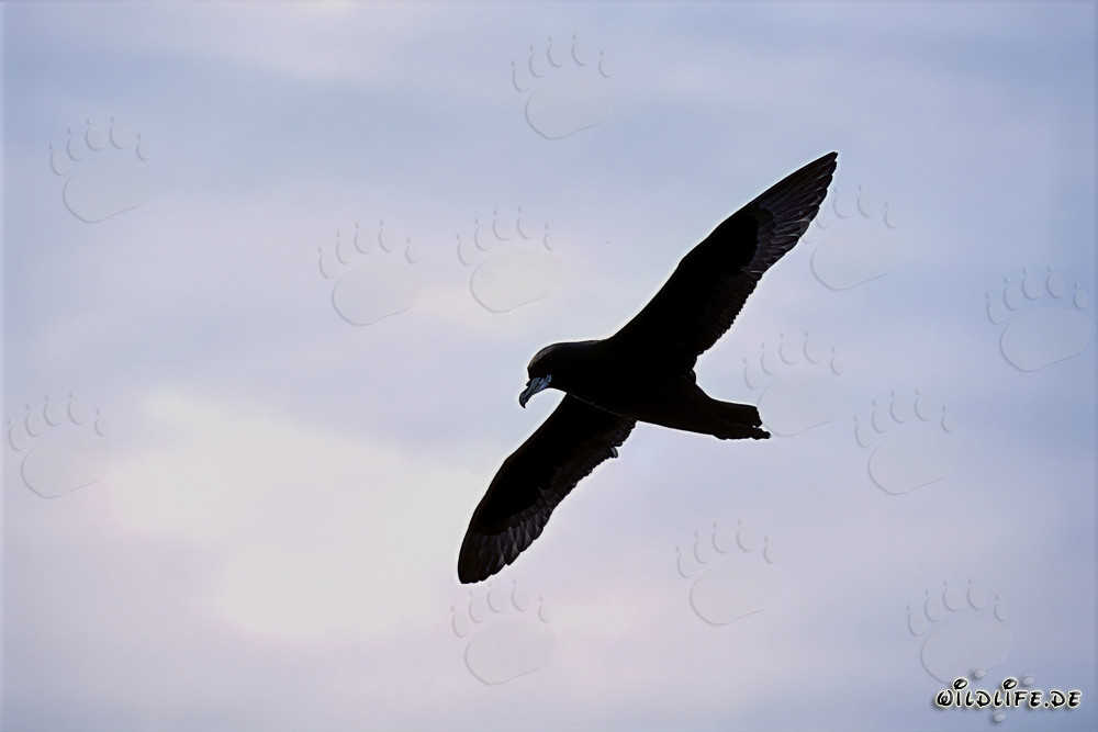 Faszinierender Weißkinn-Sturmvogel über Dyer Island fliegend