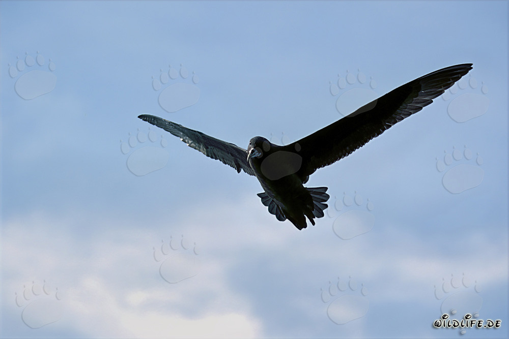Affascinante Puffin mento bianco in volo