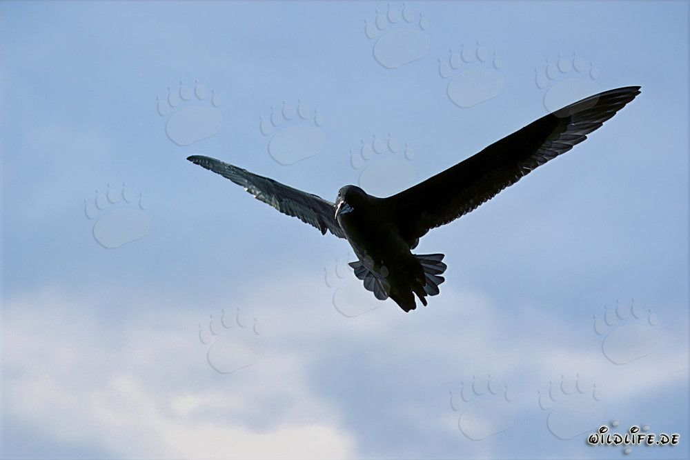Faszinierender Weißkinn-Sturmvogel in der Luft