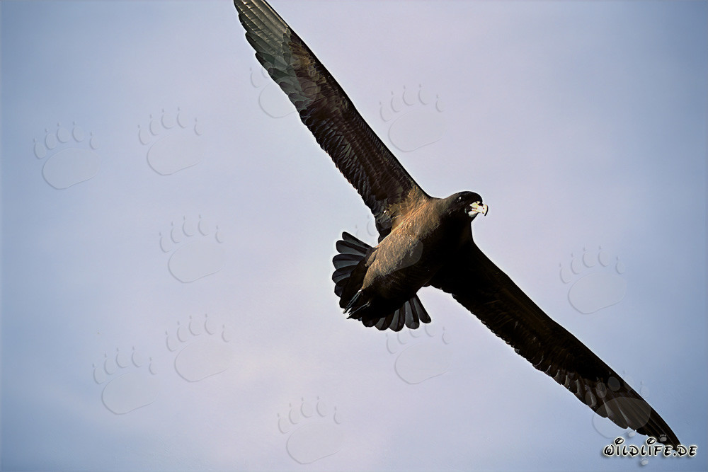 White chinned Petrel over the sea