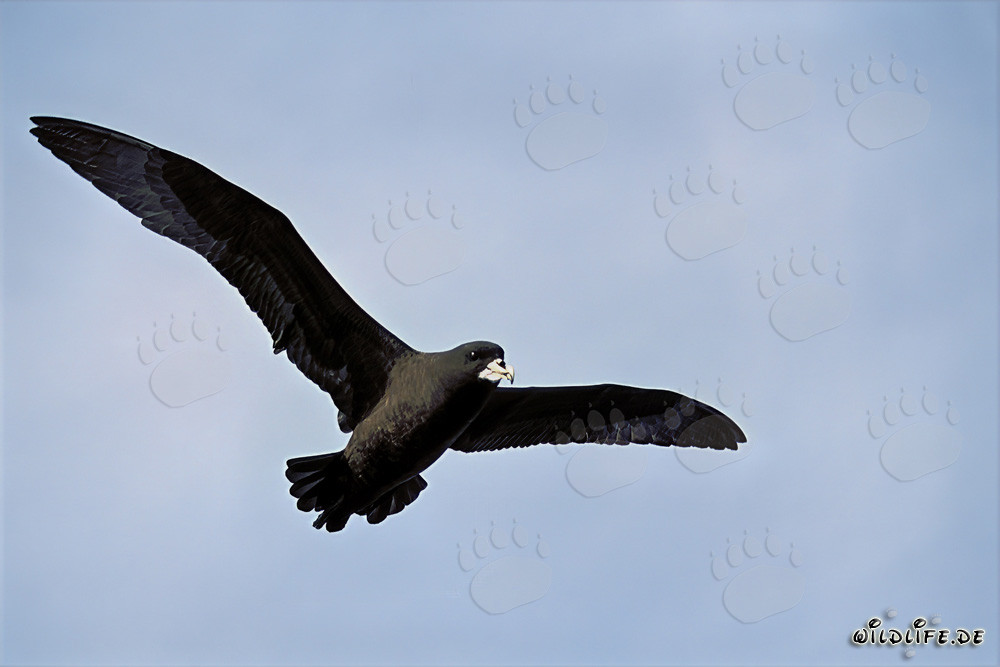Weißkinn-Sturmvogel im Flug über dem Ozean