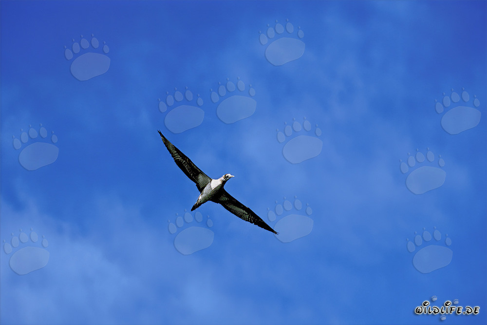 Flying Cape Gannet (Morus capensis)