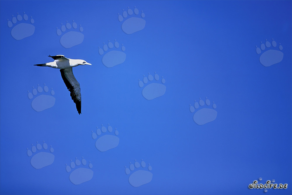 Cape Gannet observes a shoal of fish near Dyer Island, South Africa