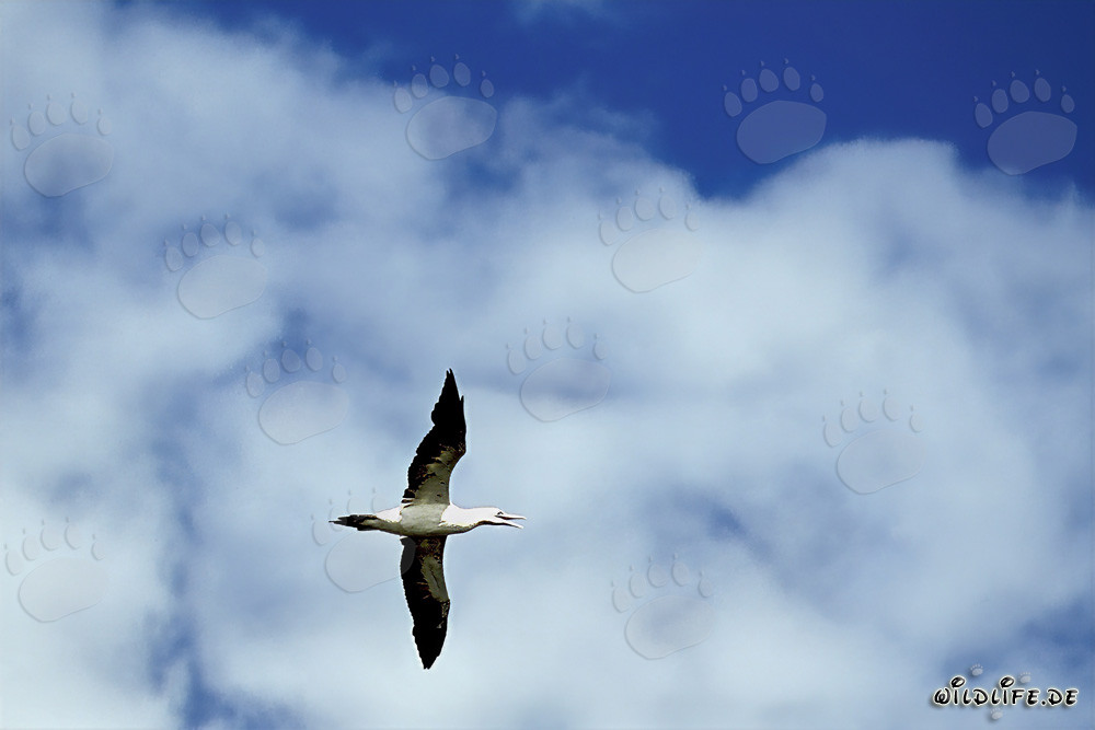 Alcatraz del Cabo (Morus capensis) volando majestuosamente sobre un mar agitado