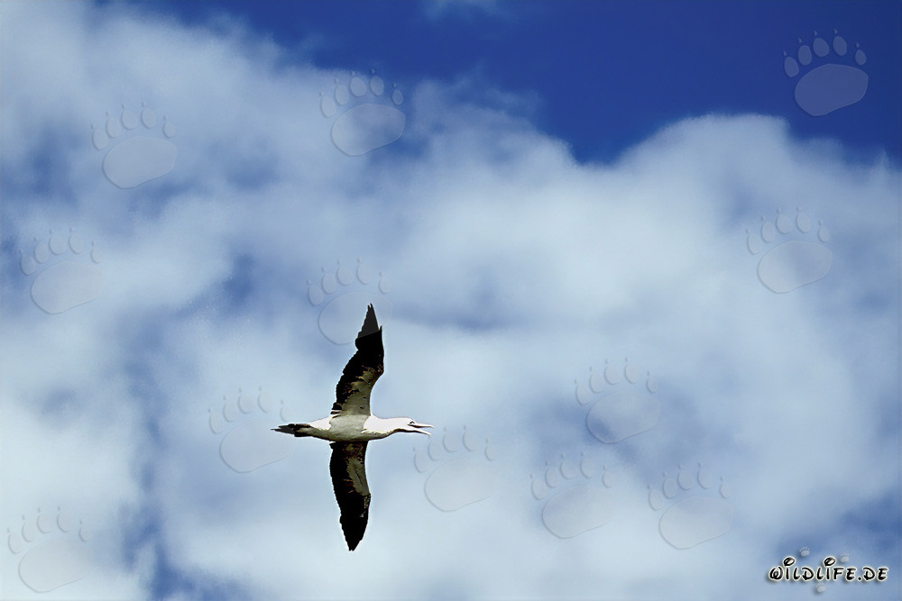 Fou du Cap (Morus capensis) volant majestueusement au-dessus d'une mer agitée