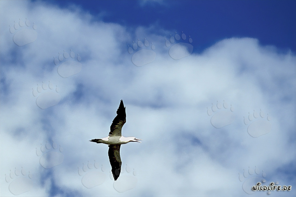 Sula del Capo (Morus capensis) vola maestosamente sopra un mare agitato