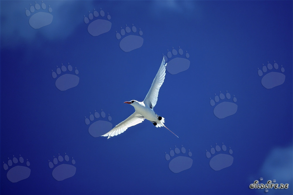 Elegante vuelo del Phaethon rubicauda en Midway