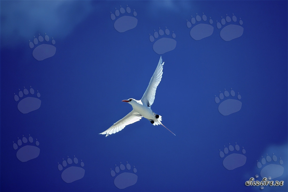 Eleganter Flug des Rotschwanz-Tropikvogels auf Midway