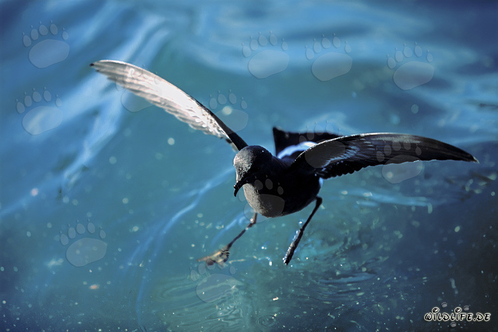 Fascinante puffin des Anglais (Oceanites oceanicus) en haute mer