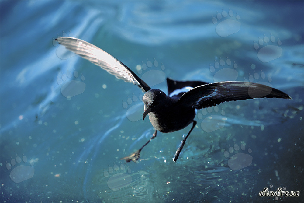 Fascinating Wilson´s storm Petrel (Oceanites oceanicus) on the open sea