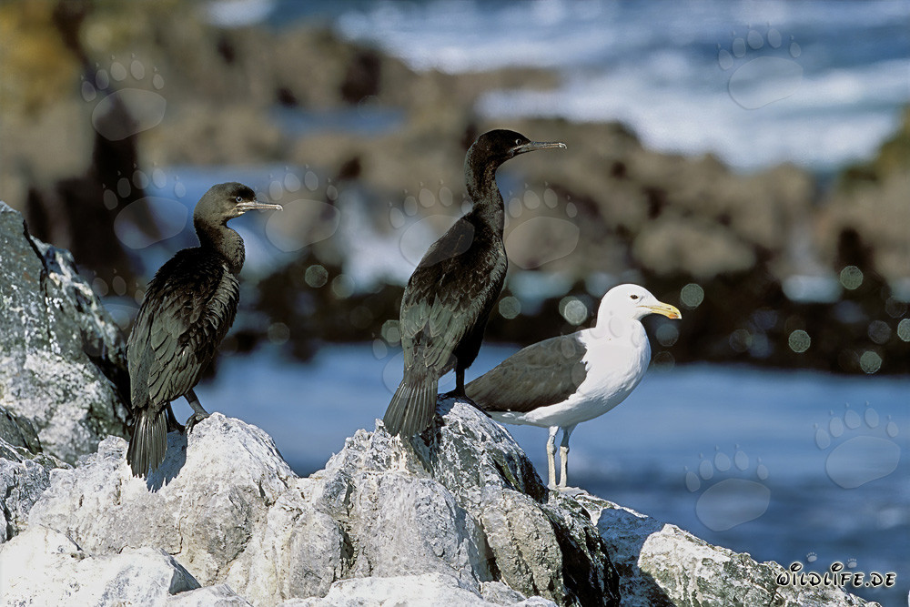Cormorani di Banca e Gabbiano domenicano a Dyer Island, Sudafrica