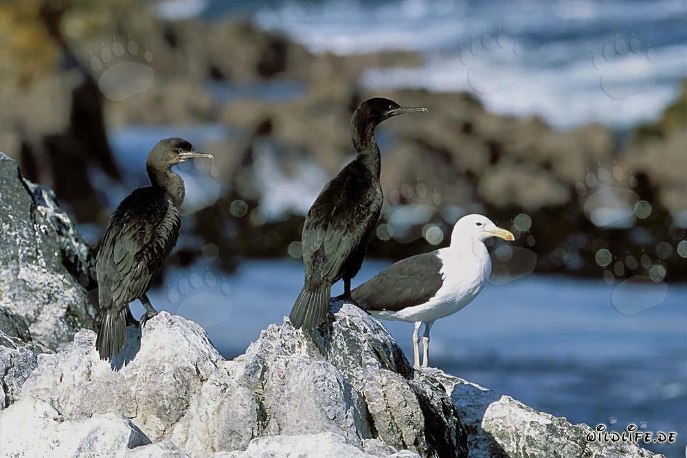 Cormorans de Banque et Mouette dominicaine sur l'île de Dyer, Afrique du Sud