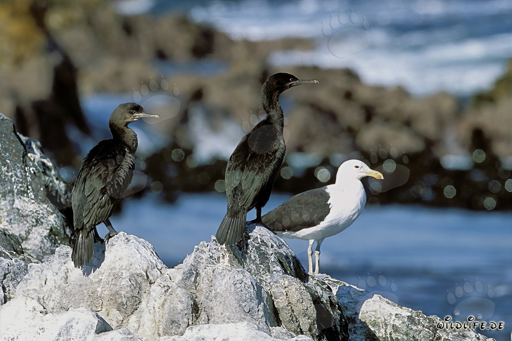 Küstenscharben und Dominikanermöwe auf Dyer Island, Südafrika