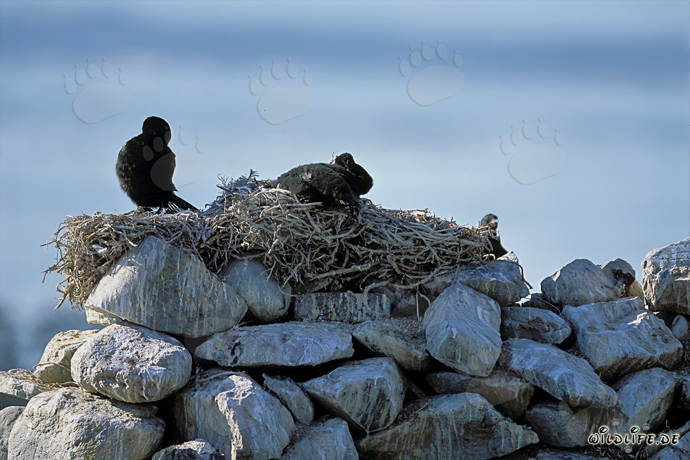 Cormorani costieri all'isola di Dyer, Sudafrica