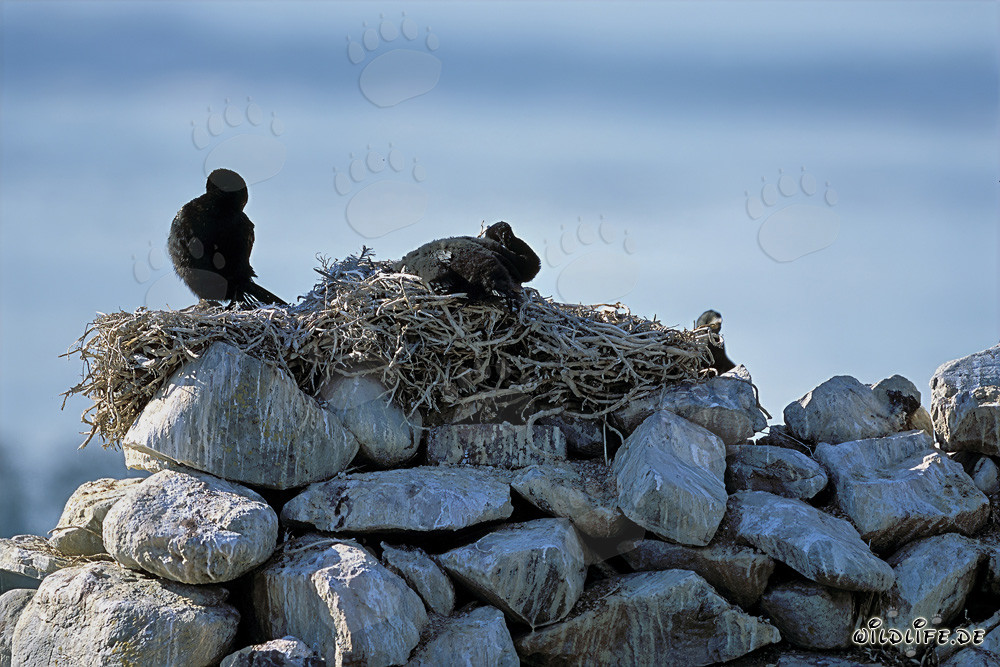 Cormorans côtiers sur l'île de Dyer, Afrique du Sud