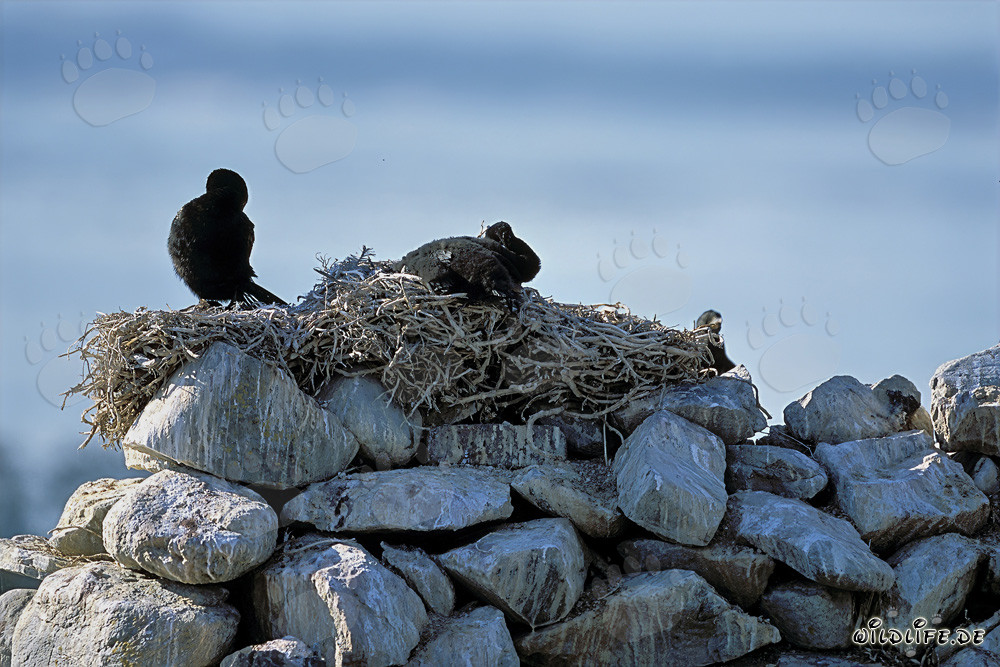 Küstenscharben auf Dyer Island, Südafrika