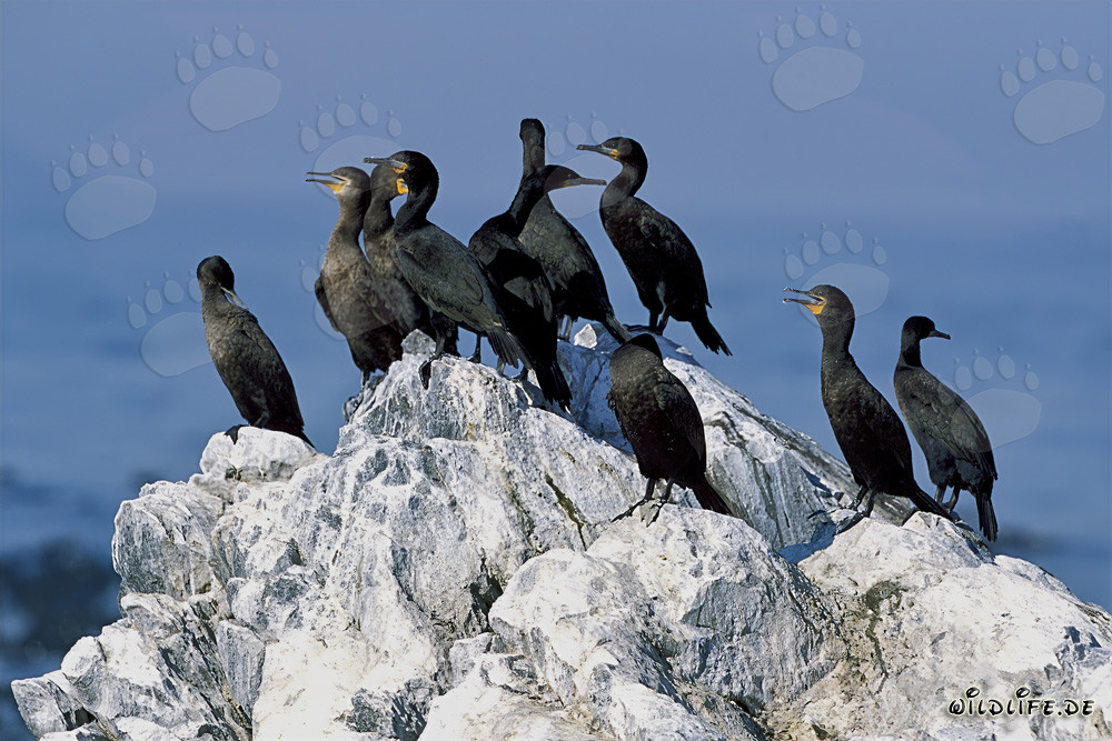 Cormoranes del Cabo en la costa del Cabo Occidental, Sudáfrica