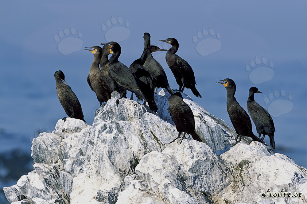 Cormorani del Capo sulla costa del Capo Occidentale, Sudafrica