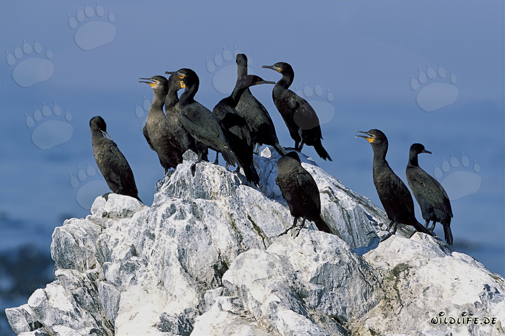 Cormorans du Cap sur la côte du Cap-Occidental, Afrique du Sud