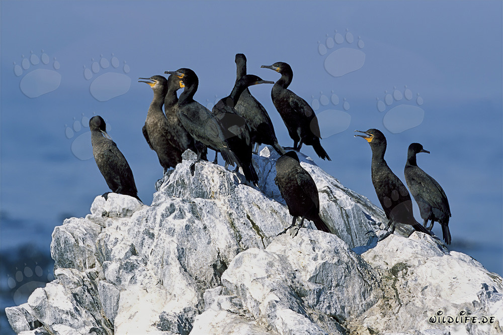 Kapscharben an der Küste des Western Cape, Südafrika