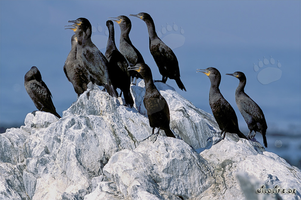 Fascinating Cape Cormorants on Dyer Island, Western Cape, South Africa