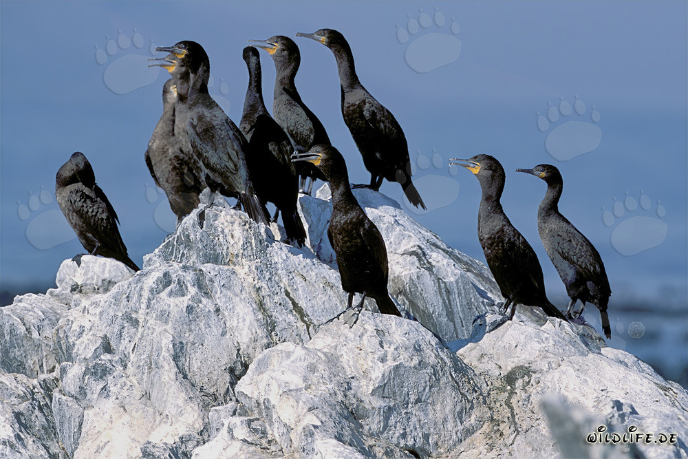Fascinantes cormoranes del Cabo en la Isla de Dyer, Cabo Occidental, Sudáfrica