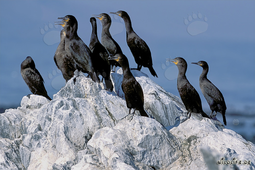 Affascinanti cormorani del Capo sull'Isola di Dyer, Capo Occidentale, Sudafrica