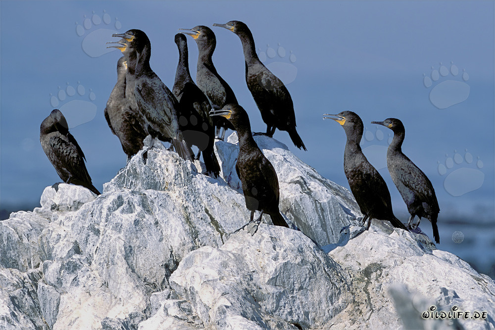 Fascinants cormorans du Cap sur l'île de Dyer, Cap occidental, Afrique du Sud