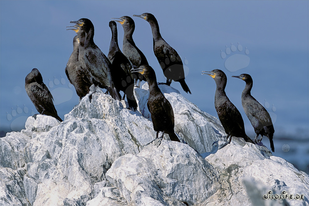 Faszinierende Kapscharben auf Dyer Island, Western Cape, Suedafrika