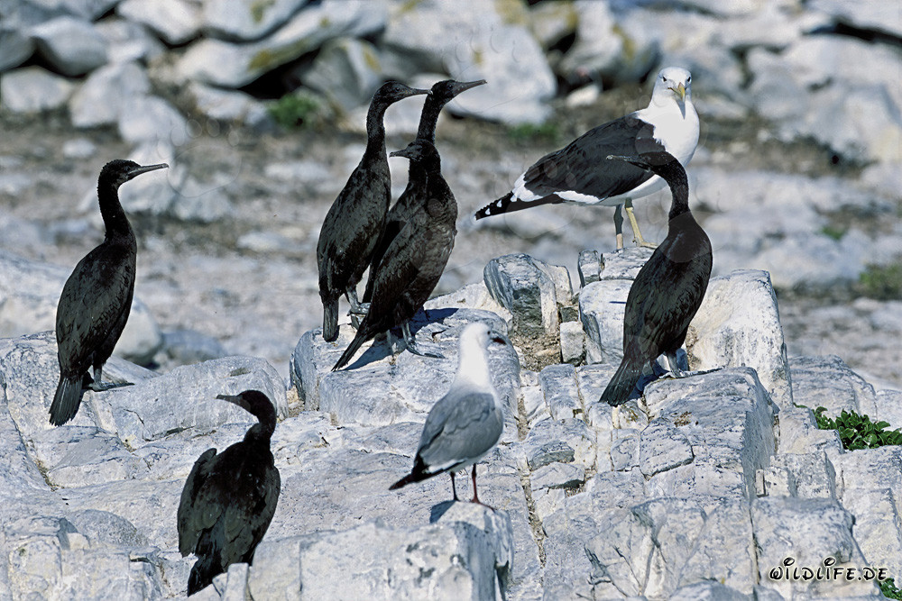 Cormorani sull'isola Dyer in Sudafrica