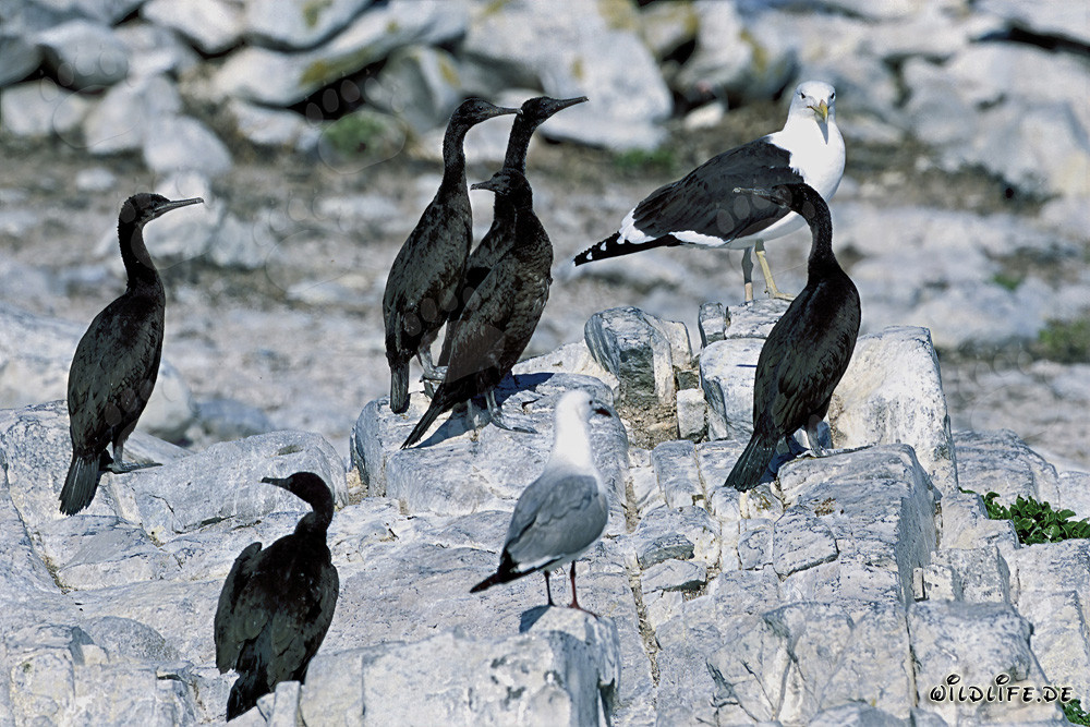 Cormorans sur l'île Dyer en Afrique du Sud