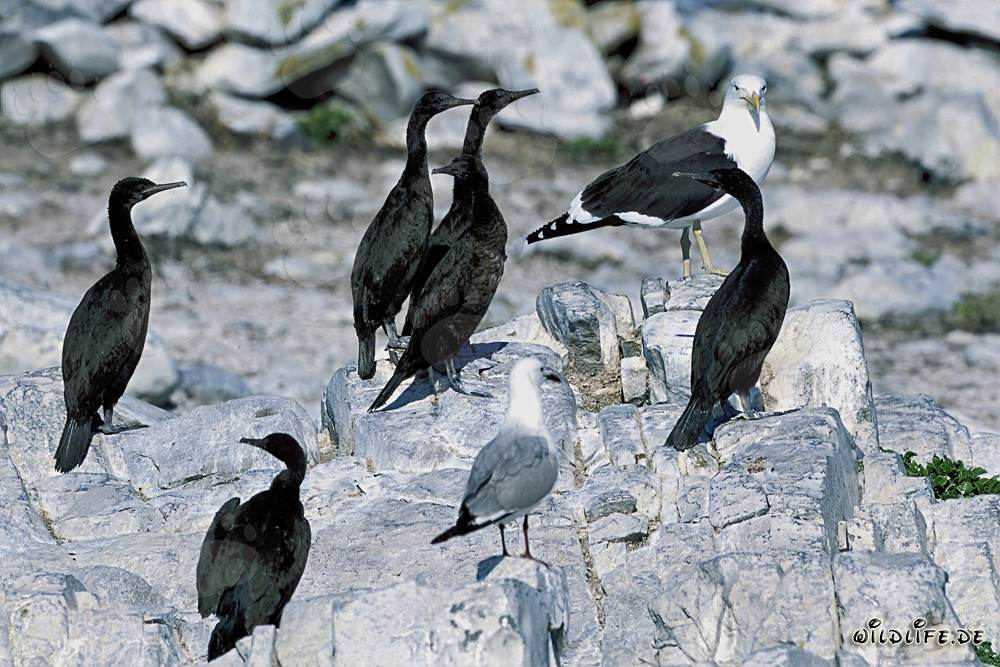 Cormorants on Dyer Island in South Africa