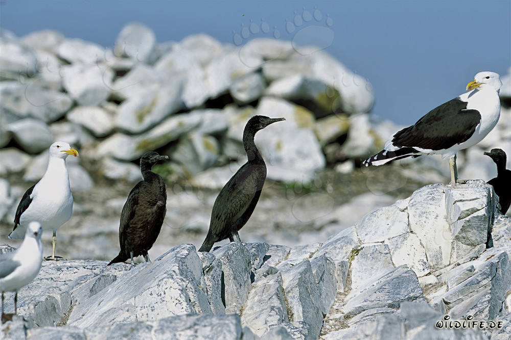 Cormorani di banco e gabbiani domenicani sull'isola di Dyer, Sudafrica