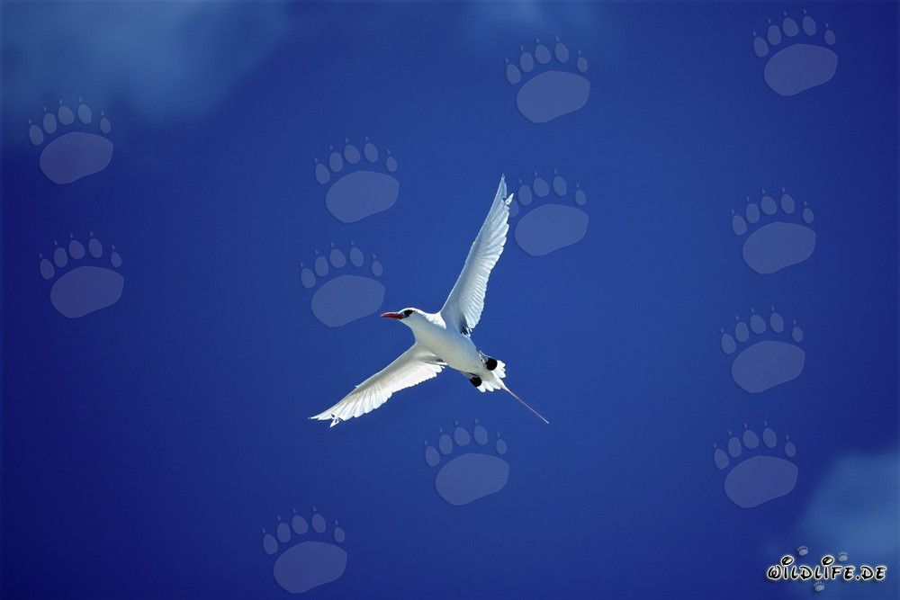 Elegante vuelo del rabijunco enmascarado sobre Midway