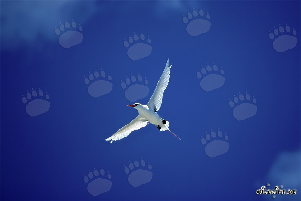 Elegant flight of the Red-tailed tropicbird over Midway