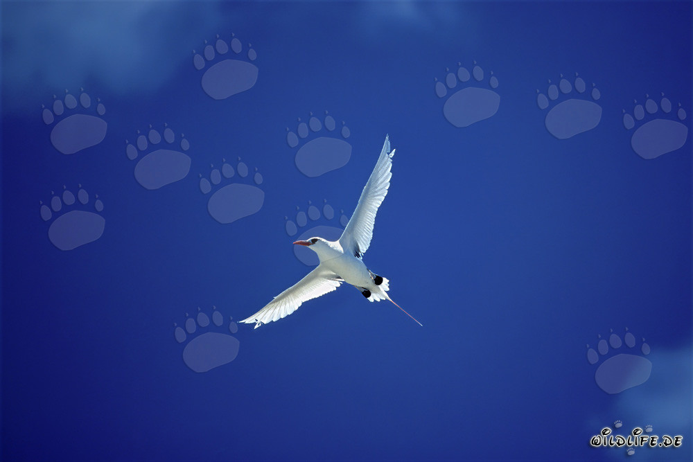 Eleganter Flug des Rotschwanz-Tropikvogels über Midway