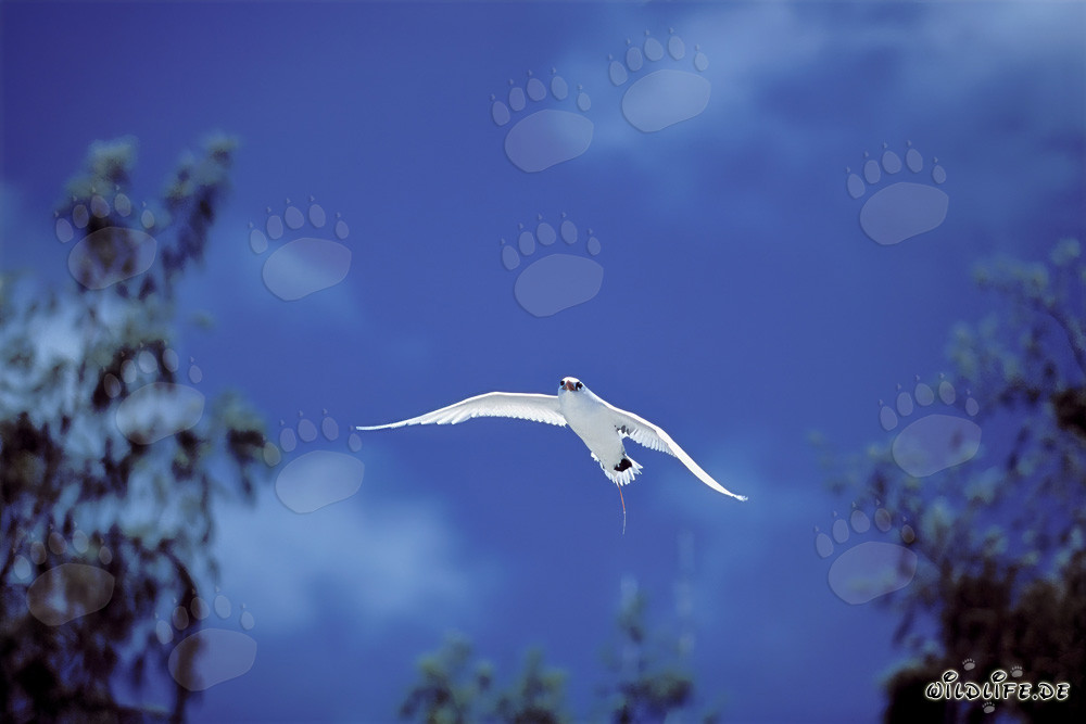 Elegante volo del Phaethon rubicauda sopra il cielo di Midway